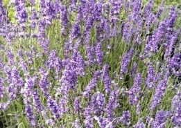 Lavendel