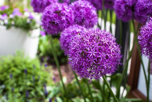 Zaaitips en advies over (bloem)zaden zaaien en planten van knoflook,plantuien en bloembollen