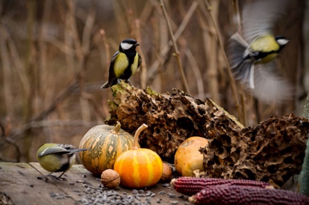 Zaaitips en advies over (bloem)zaden zaaien en vogels voeren