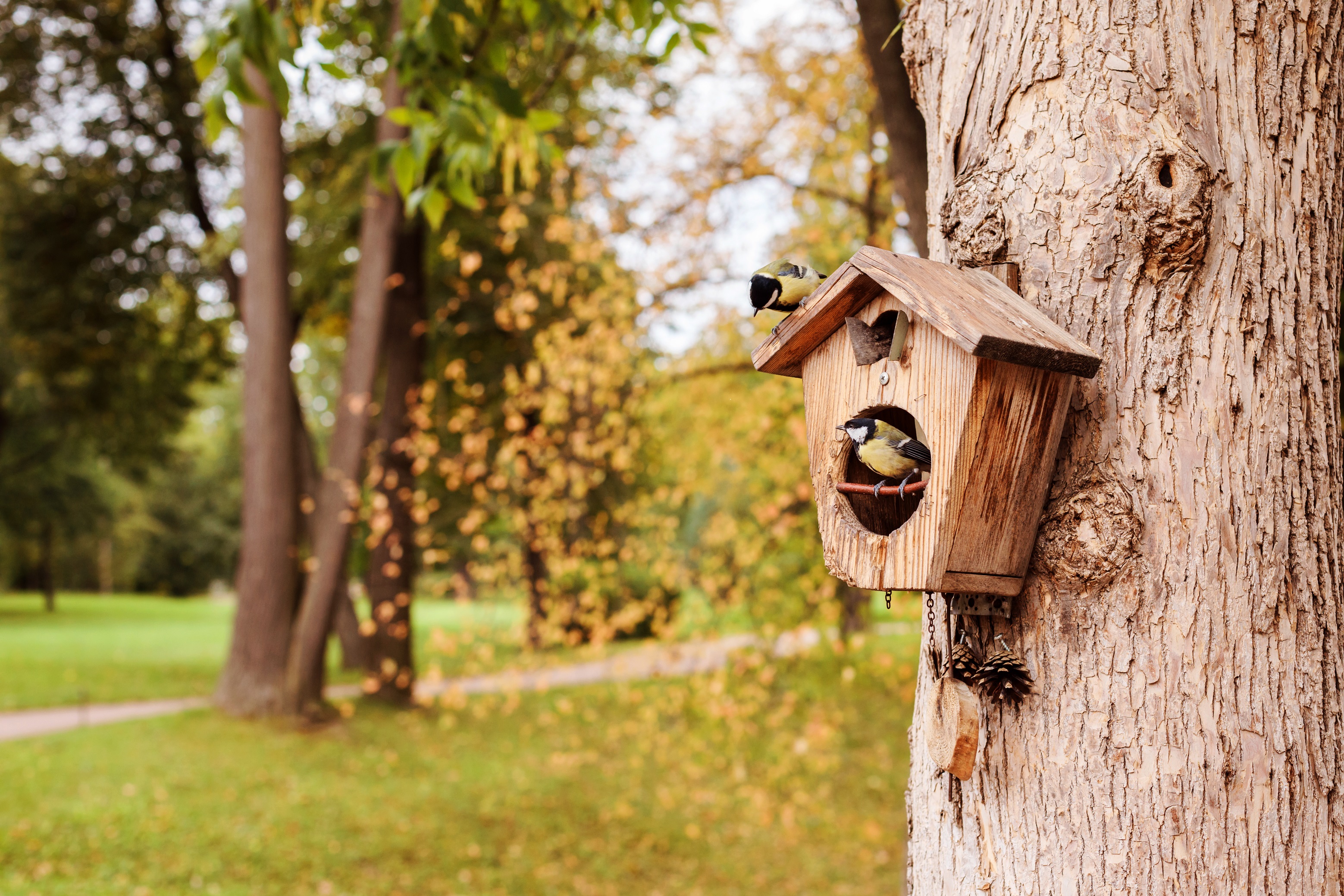 vogelartikelen met korting kopen