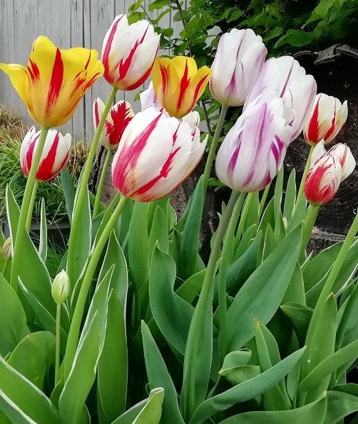 Plant nu voorjaars bloembollen, tulpen, narcissen, sneeuwklokjes, allium