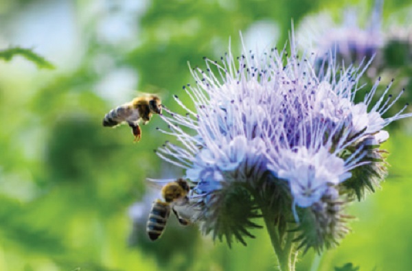 zaden, kweeksets, moestuin-artikelen en gereedschap. Leuke aanbiedingen! Tuinonderhoud, planten water geven