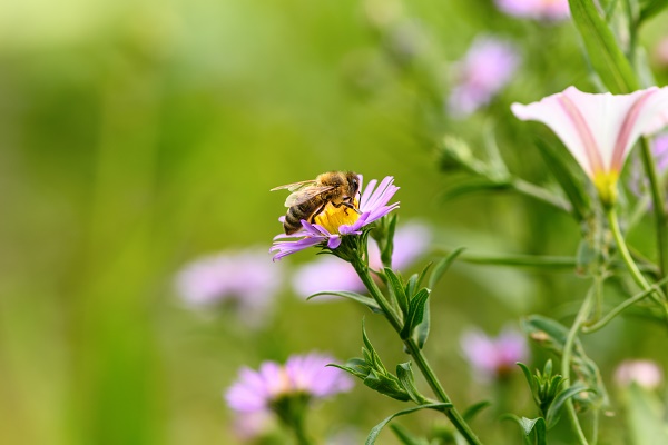De tijd van bloemetjes & bijtjes