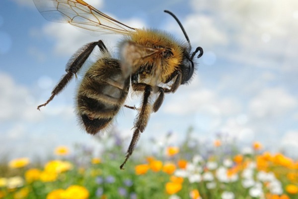 Een landingsbaan voor bijen
