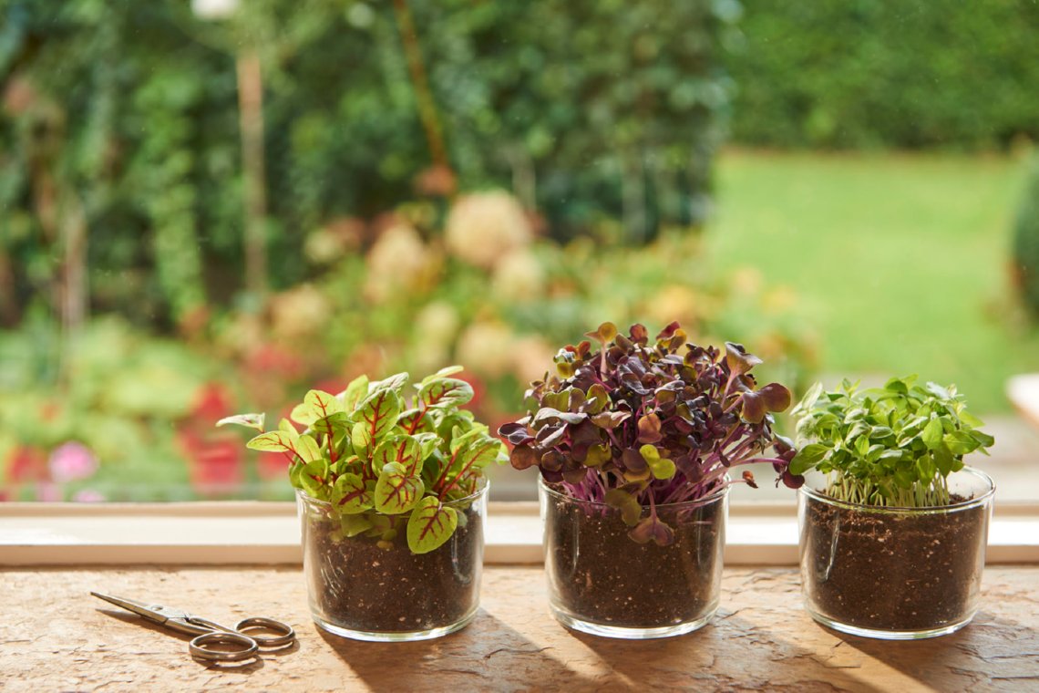 Buzzy Microgreens: snel, gezond en gemakkelijke kiemgroenten