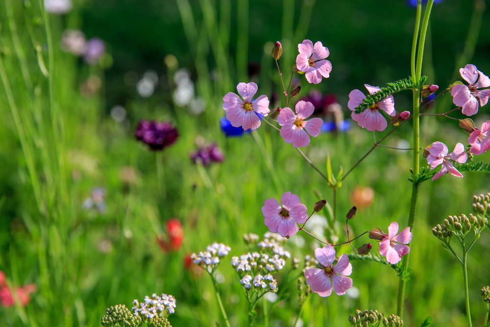Veldbloemen:  maak van je tuin een natuurlijke bloemenweide