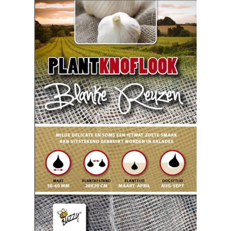 Plantknoflook Blanke Reuzen 5 stuks