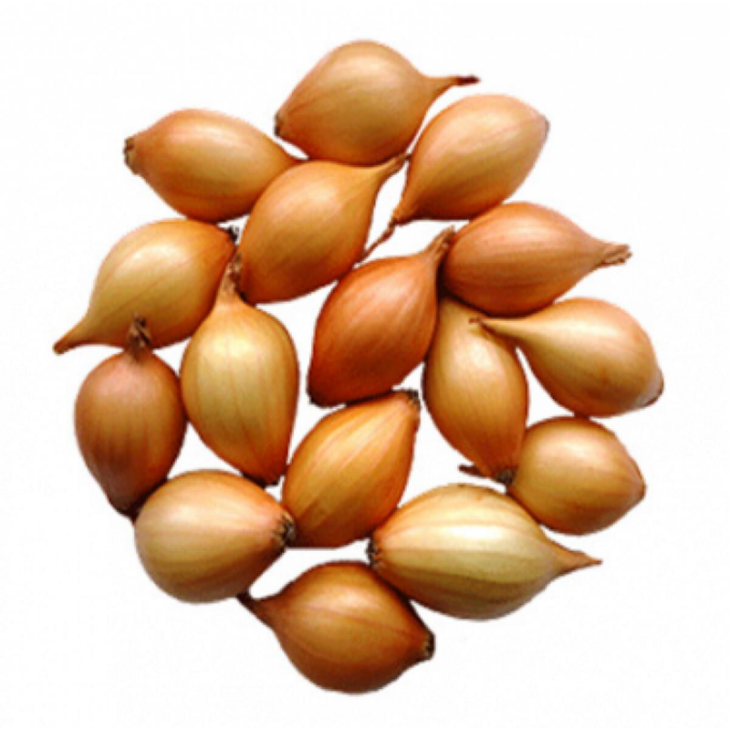 Winter Plantuien Senshyu Yellow 250g