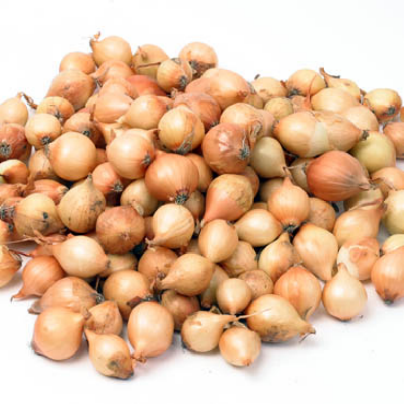 Plantuien Stuttgarter Riesen 500g