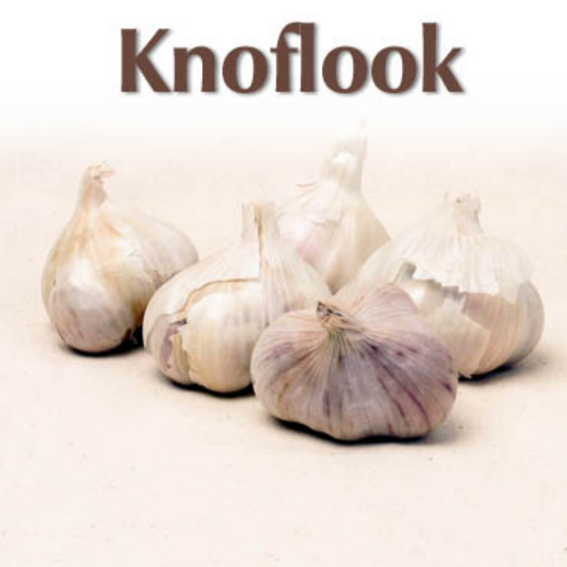 Plantknoflook Blanke Reuzen 5 stuks