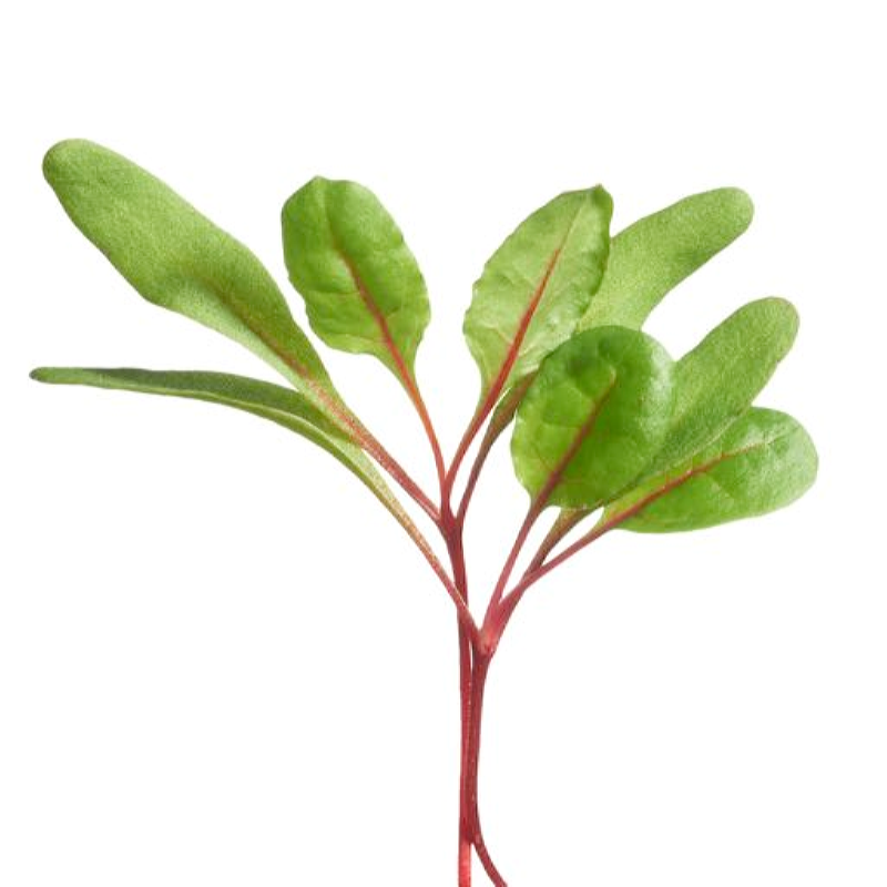 Microgreens, Snijbiet Regenboogmengsel