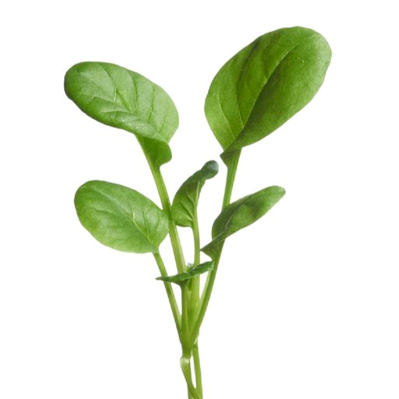 Microgreens, Japanse Tatsoi