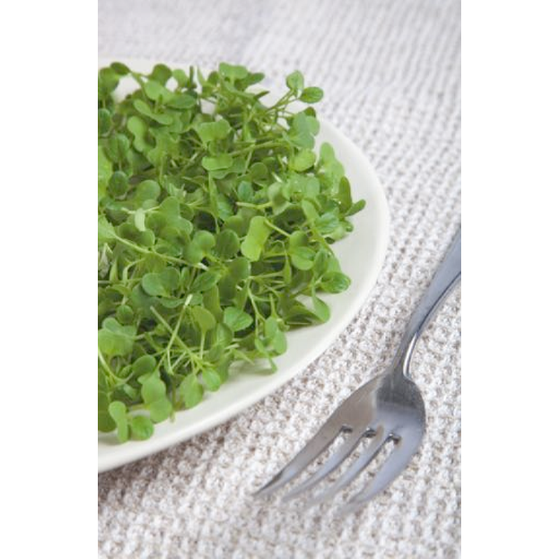 Microgreens, Japanse Tatsoi