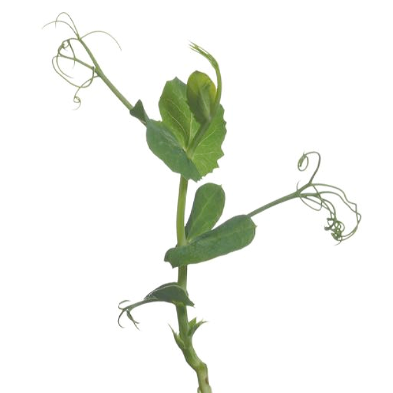 Microgreens, Peashoots