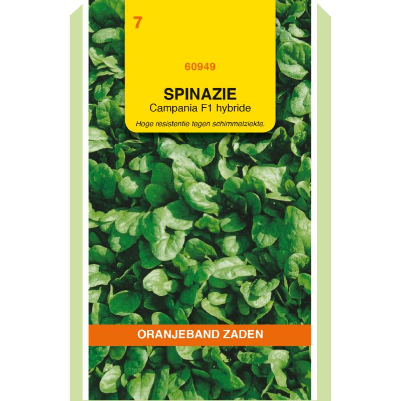 Spinazie Campania F1, 50 gram