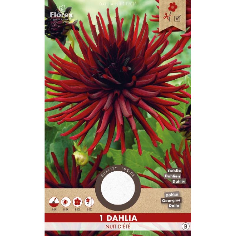 Dahlia Cactus Nuit d'ete, 1 stuk