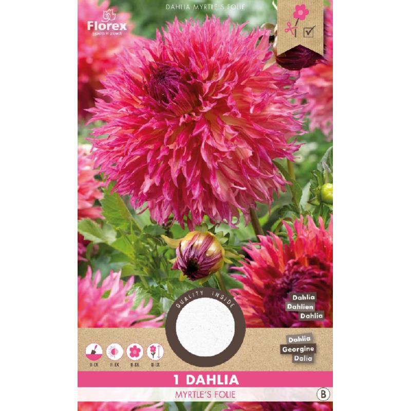 Dahlia Cactus Myrtle's Foly, 1 stuk