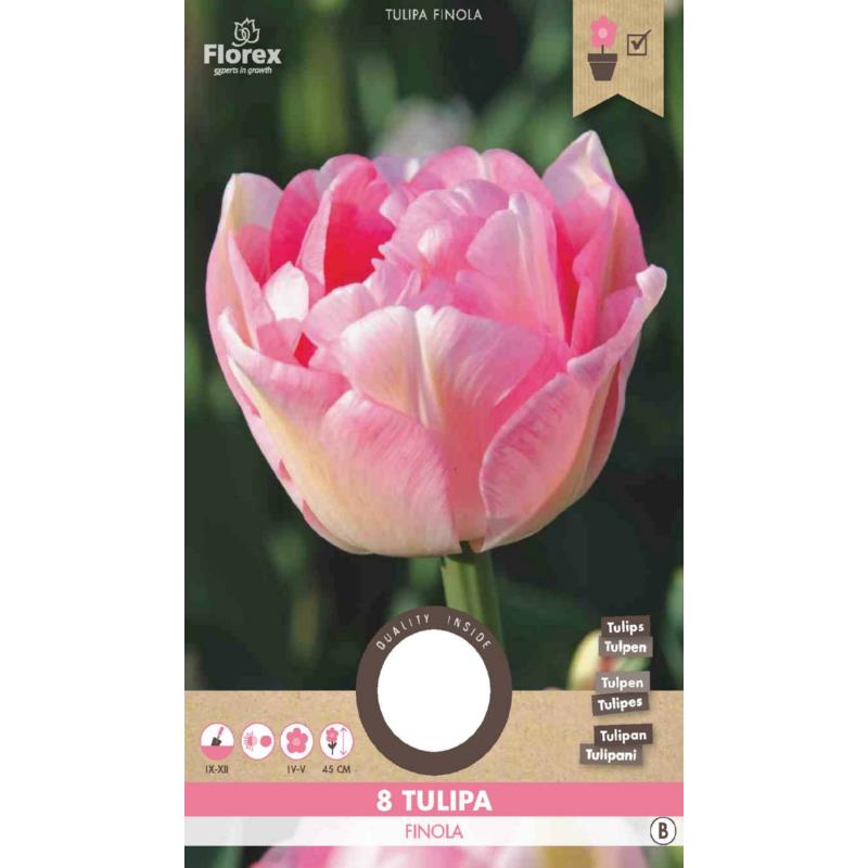 Tulp Finola, 8 stuks
