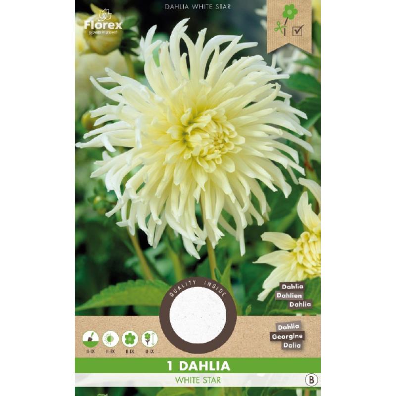 Dahlia Cactus White Star, 1 stuk