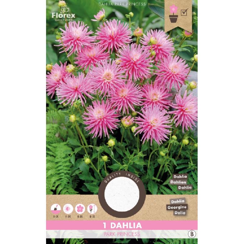 Dahlia Cactus Park Princess, 1 stuk