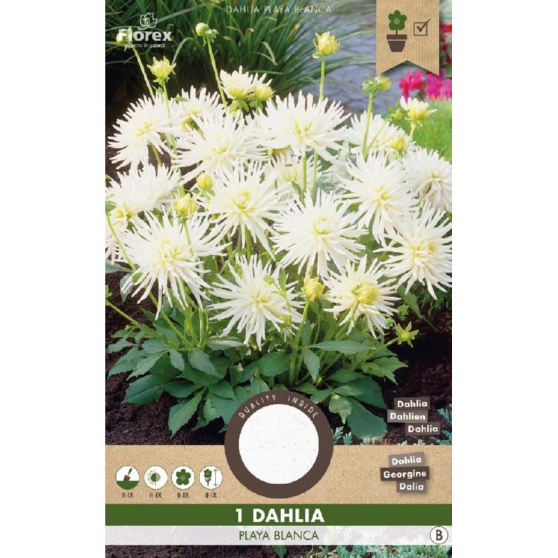 Dahlia Cactus Park Playa Blanca, 1 stuk