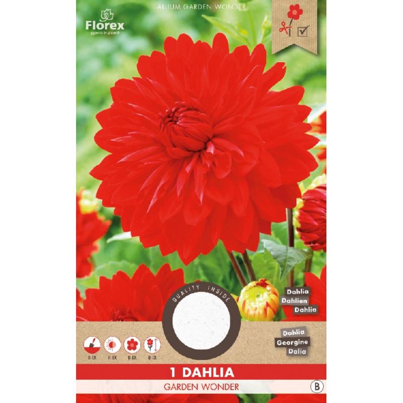 Dahlia Decoratief Garden Wonder, 1 stuk