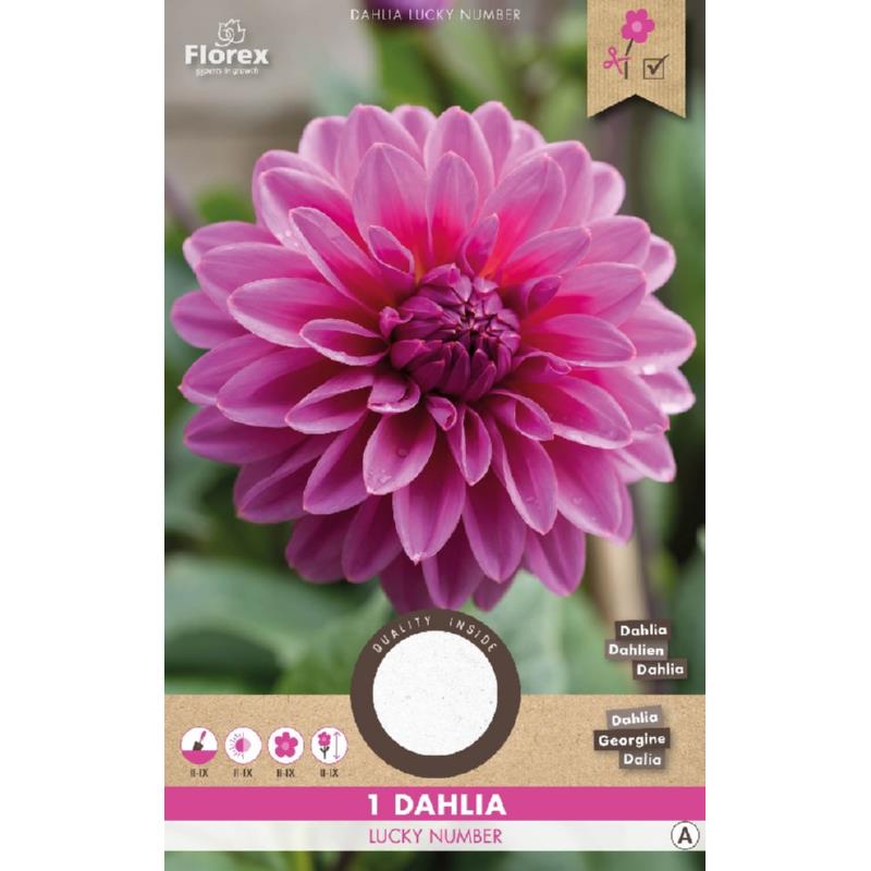 Dahlia Decoratief Lucky Number, 1 stuk