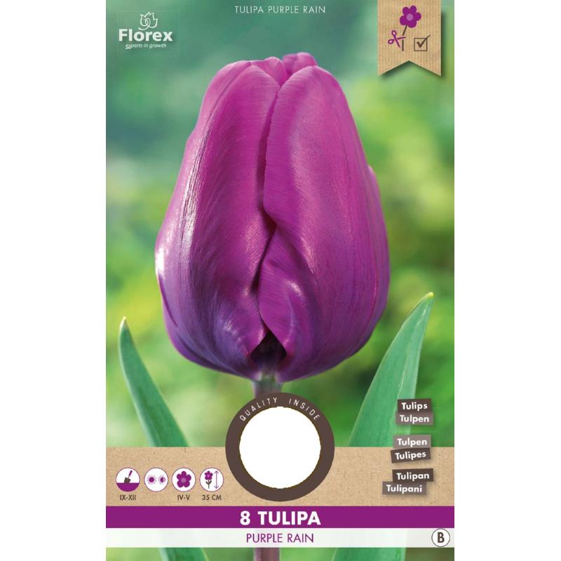 Tulp Triumph Purple Rain, 8 stuks