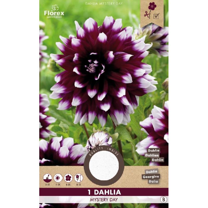 Dahlia Decoratief Mystery Day, 1 stuk