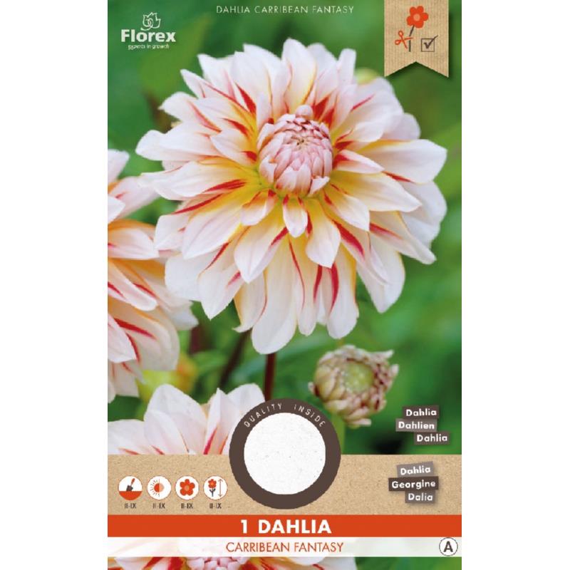 Dahlia Decoratief Carribean Fantasy, 1 stuk