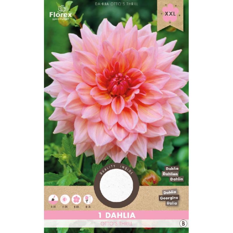 Dahlia Decoratief Otto's Thrill, 1 stuk