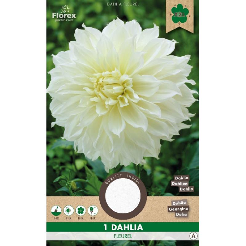 Dahlia Decoratief Dinnerplate Fleurel, 1 stuk