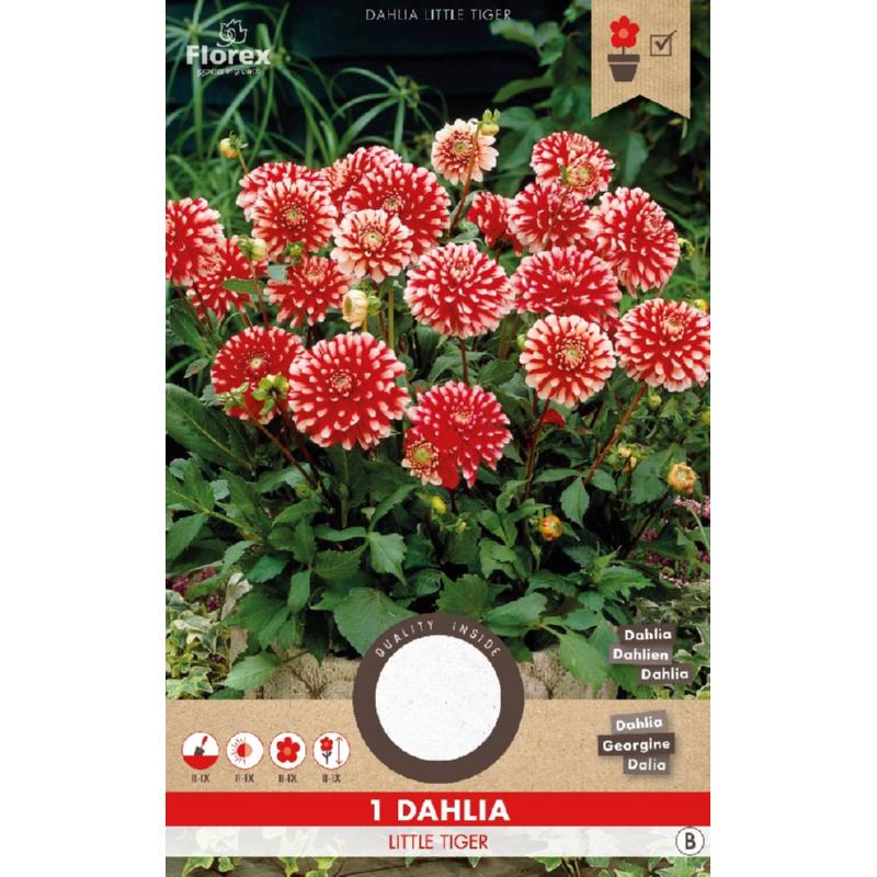 Dahlia Decoratief Park Little Tiger, 1 stuk