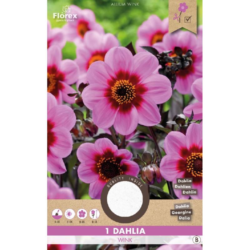 Dahlia Mignon Wink, 1 stuk