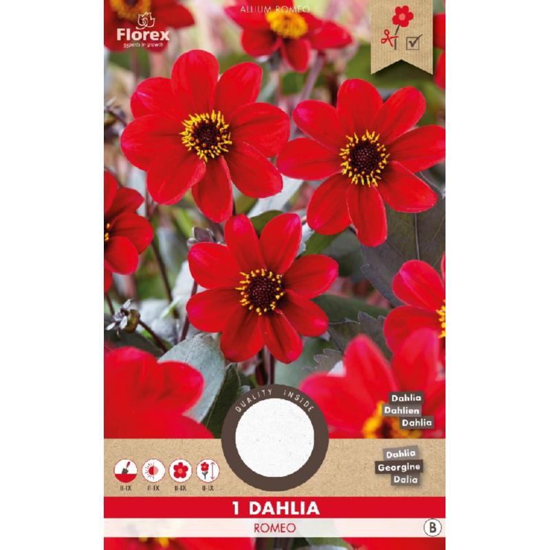 Dahlia Mignon Romeo, 1 stuk