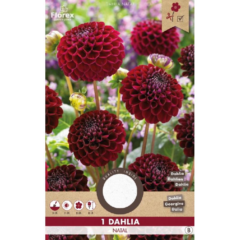 Dahlia Pompon Natal, 1 stuk