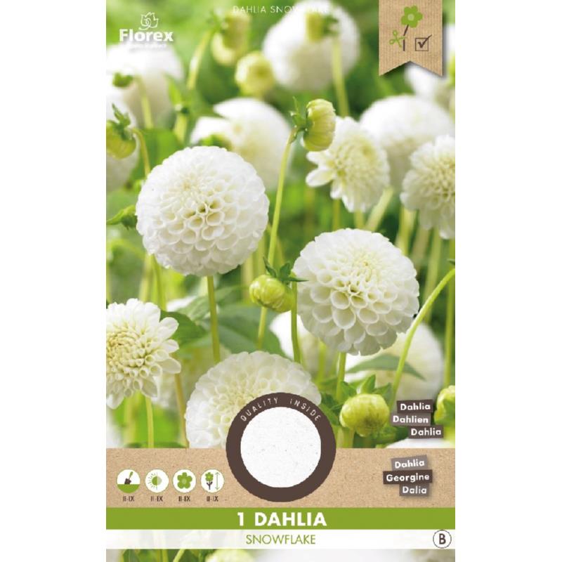 Dahlia Pompon Snowflake, 1 stuk