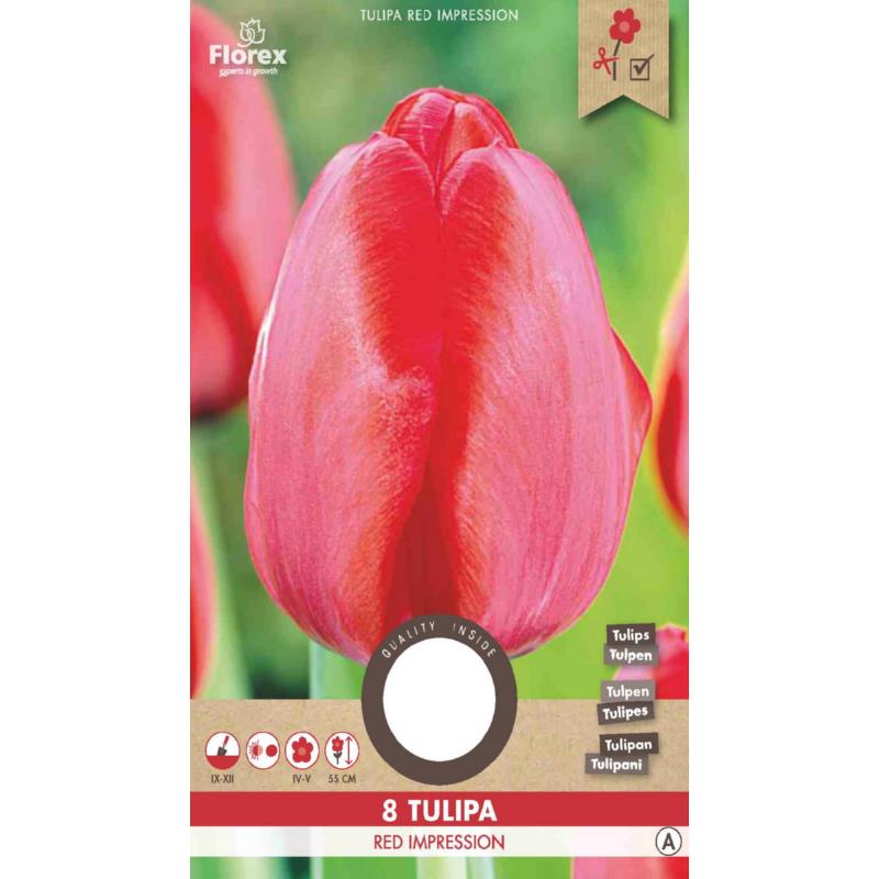 Tulp Cottage Red Impression, 8 stuks