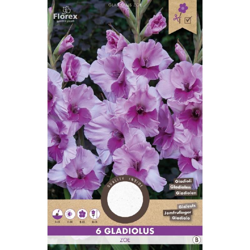 Gladiool Zamora, 6 stuks