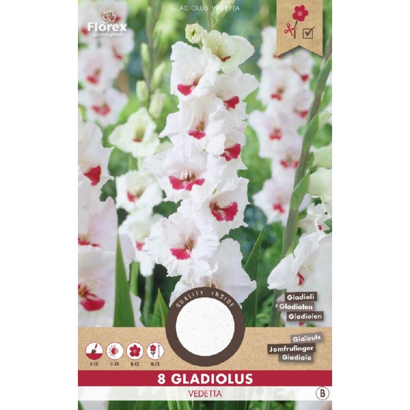 Gladiool Candy Bar, 8 stuks