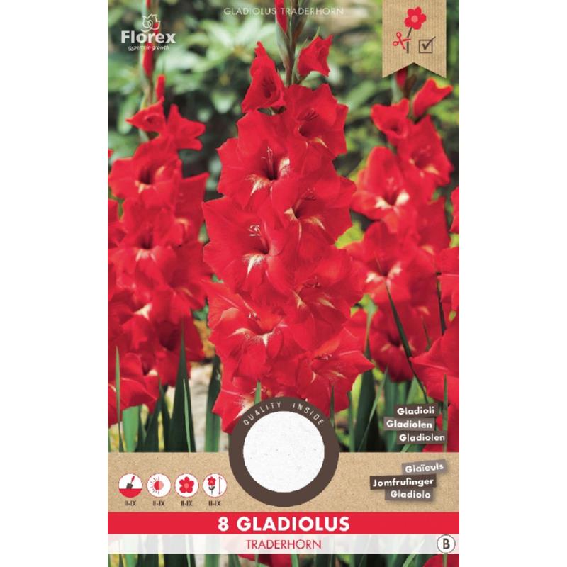 Gladiool Traderhorn Rood, 8 stuks