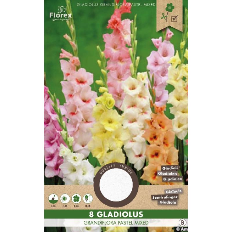 Gladiool Pastel gemengd, 8 stuks