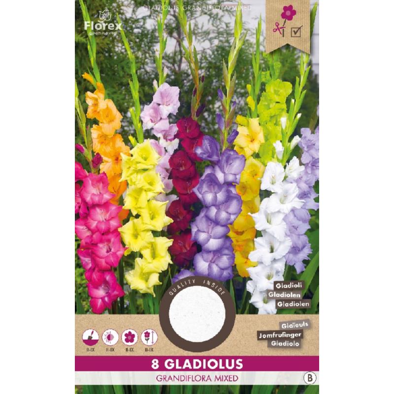 Gladiool Grandiflora mix, 8 stuks