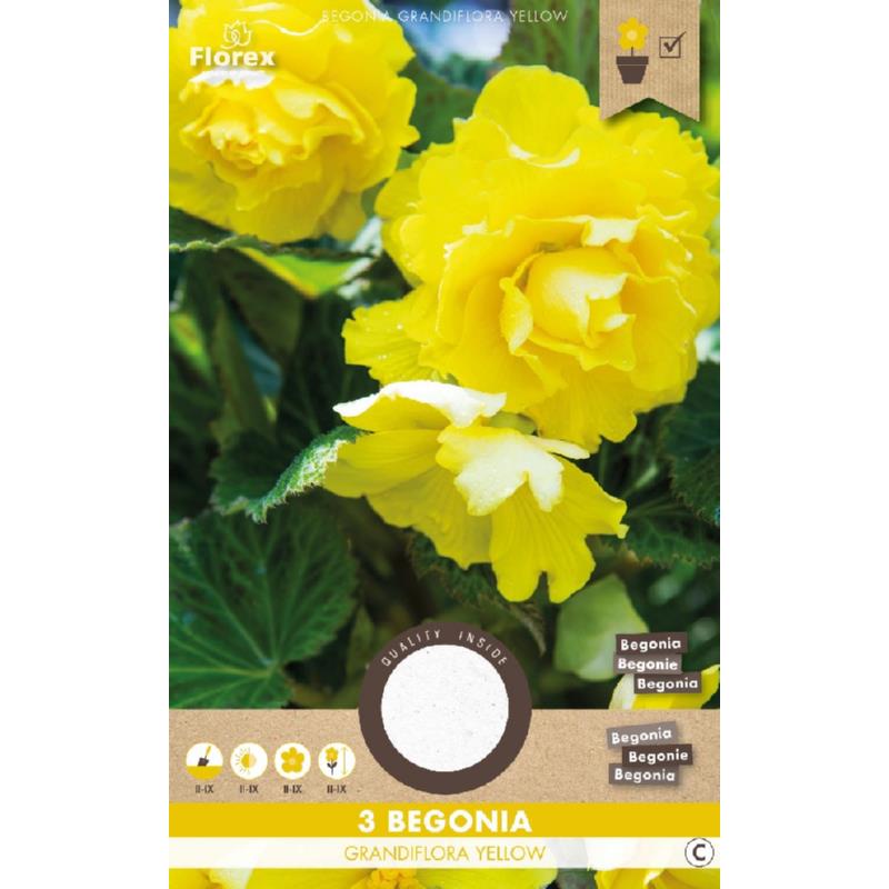 Dubbele begonia geel, 3 stuks