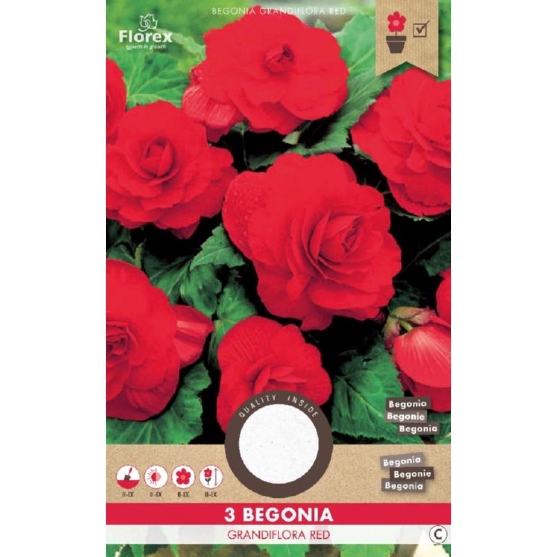Begonia dubbelbloemig rood, 3 stuks
