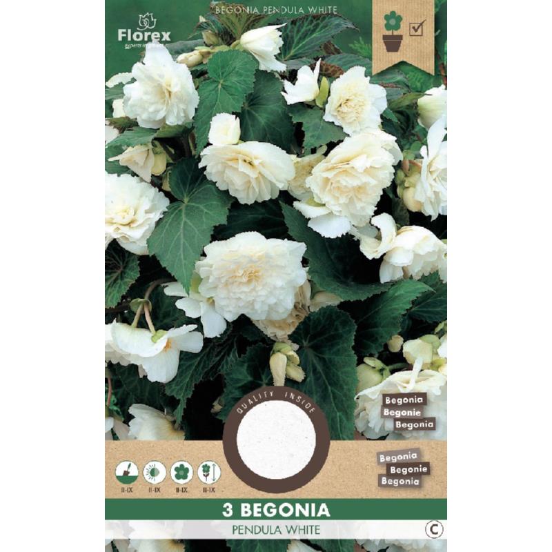 Hang begonia wit, 3 stuks