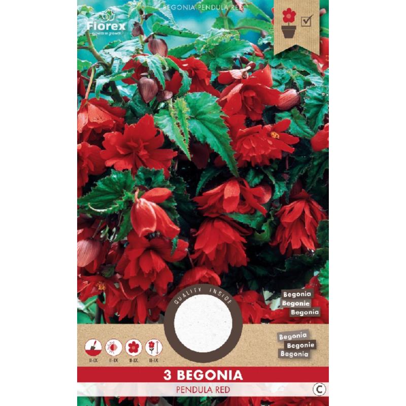 Hang begonia rood, 3 stuks