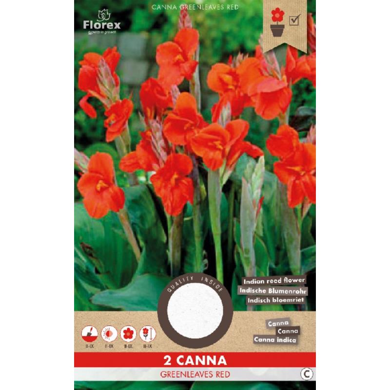 Canna Groenbladig, 2 stuks