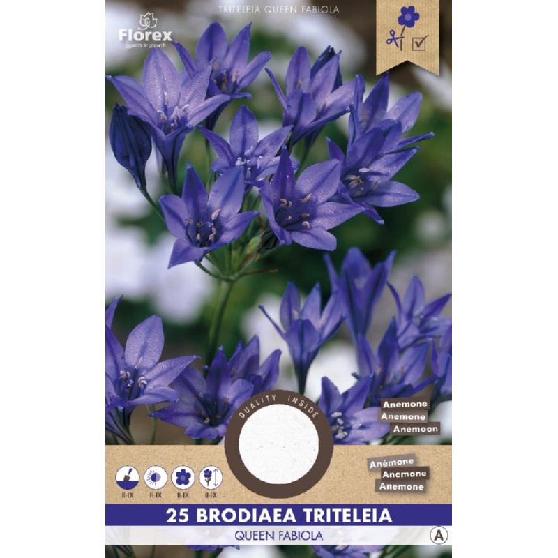 Triteleia Queen Fabiola, 25 stuks