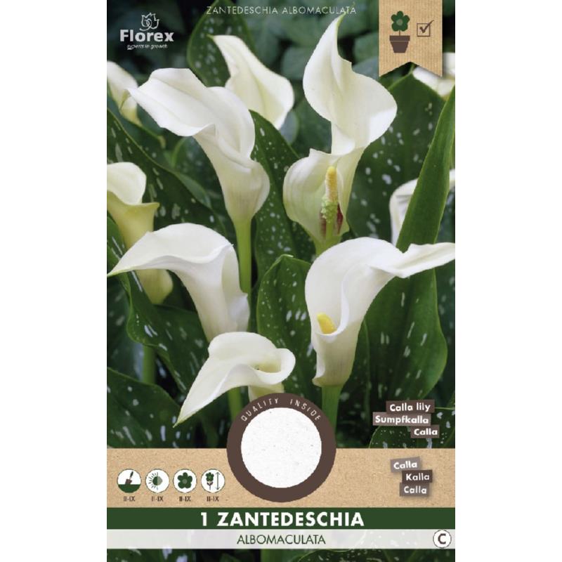 Calla Albomaculata, 1 stuk